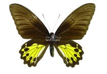 TROIDES HELENA